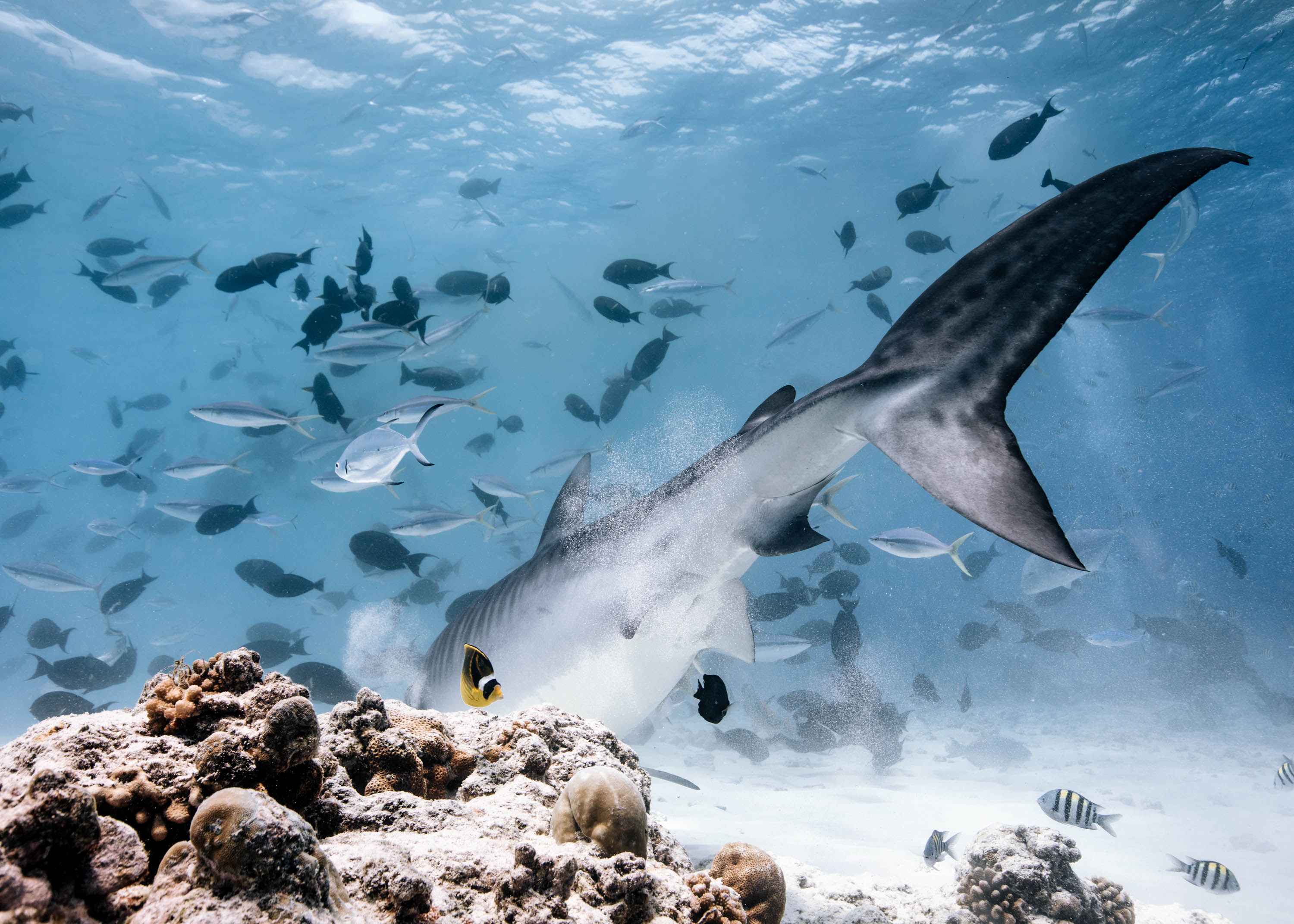 Shark Island | Foundation