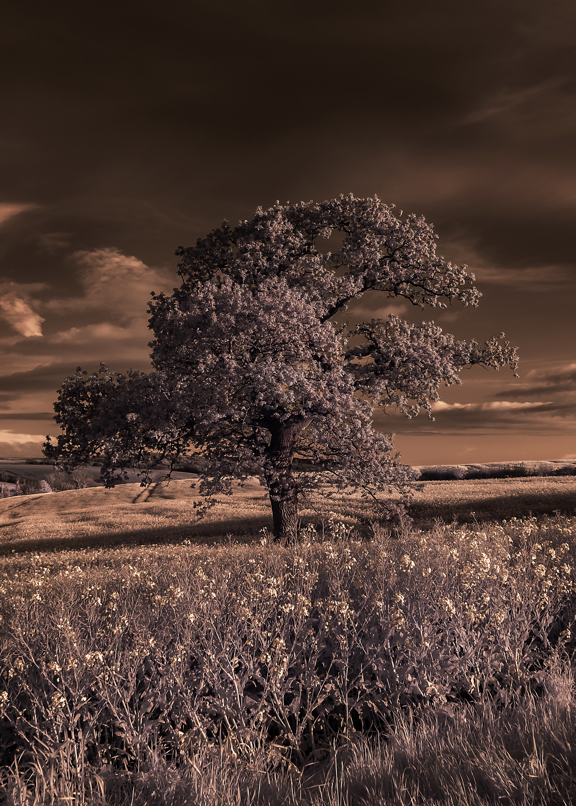 solitaIRe Foundation