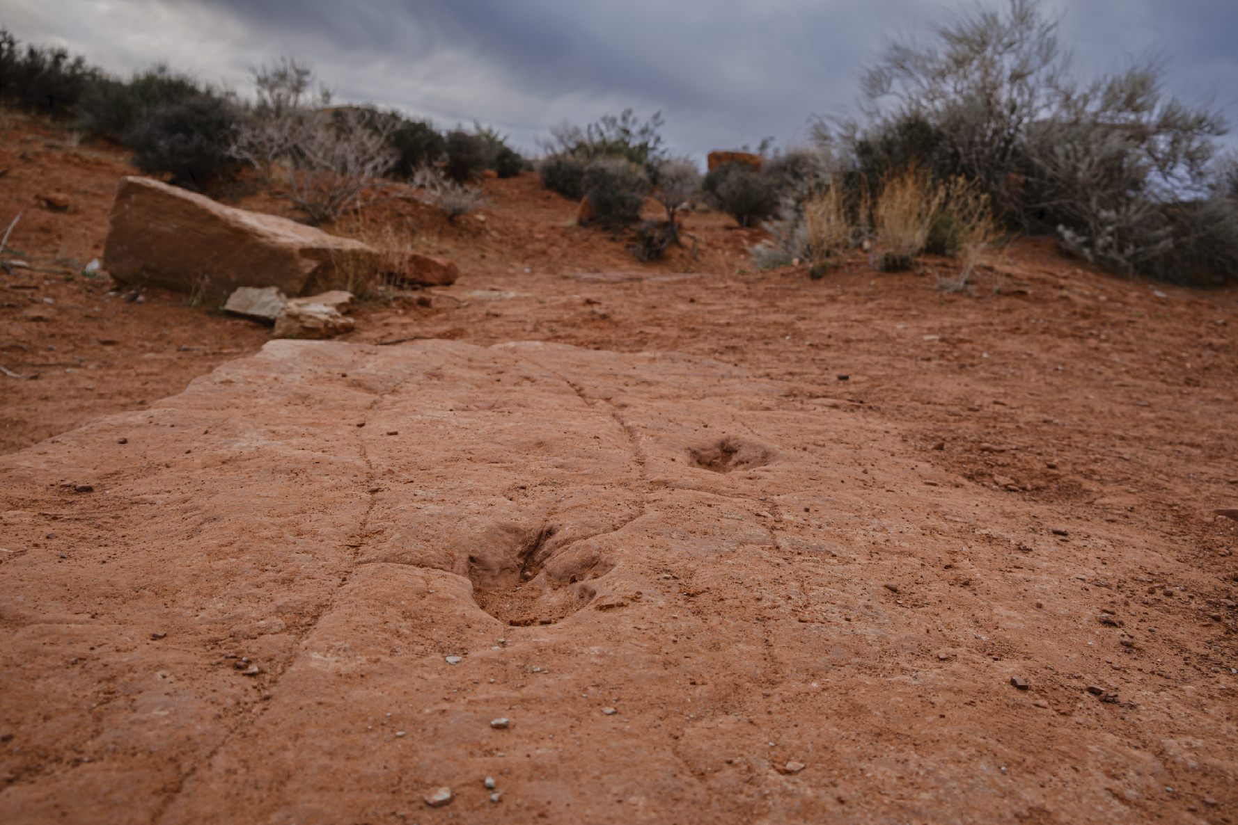 Narratiff: Where Dinosaurs Walked/Heather Stout