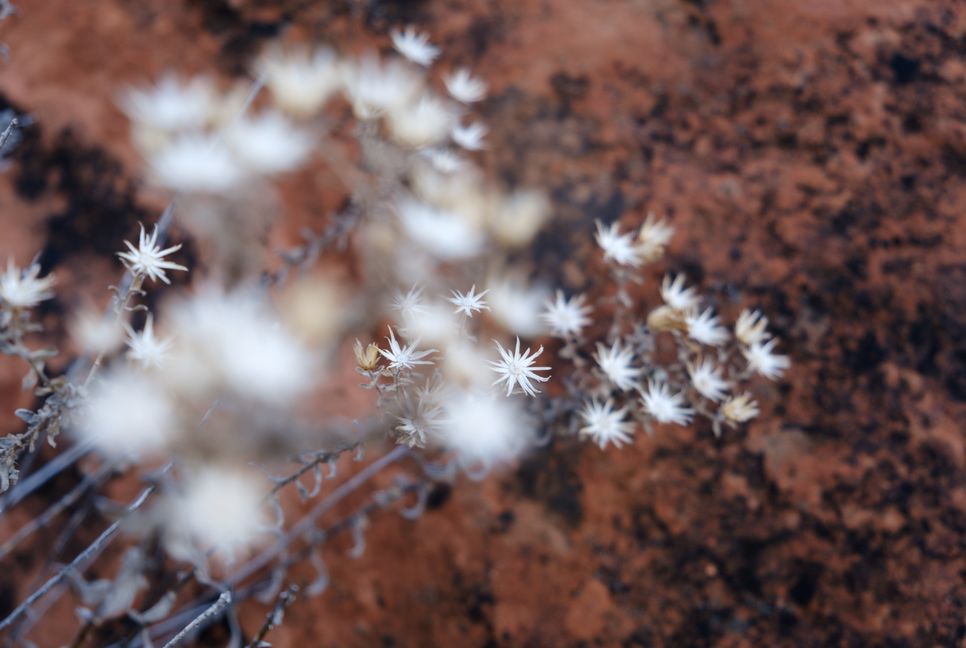 After the Rain by Heather N. Stout