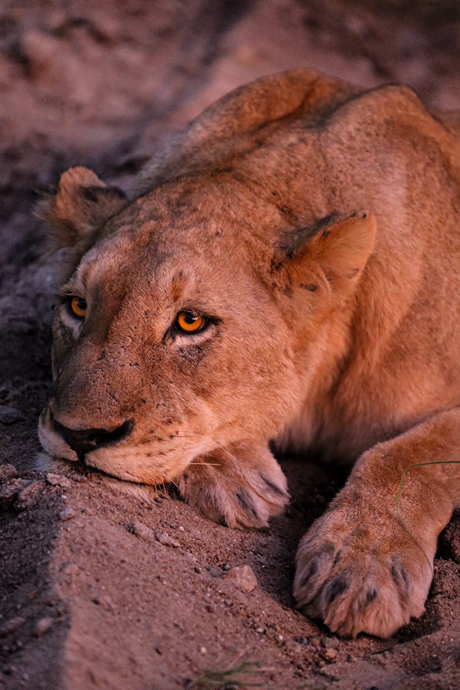 'Safari' by Flavio Acri 